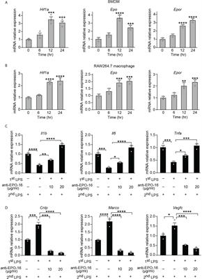 Erythropoietin mediates re-programming of endotoxin-tolerant macrophages through PI3K/AKT signaling and protects mice against <mark class="highlighted">secondary infection</mark>